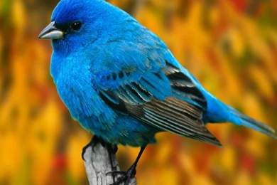 Birds: Indigo Bunting Animal Animals Birds Bird Dn Cool Wallpapers ...
