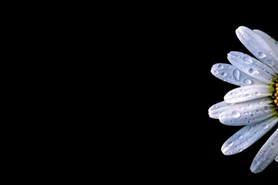 Daisy Best Quality Wallpapers 16551   Amazing Wallpaperz