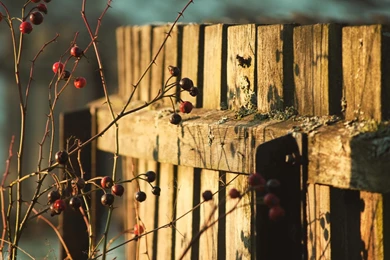 Rose Hip Near A Wooden Fence