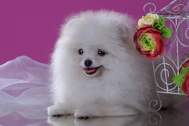 Dogs: Puppy White Pink Fluffy Red Dog Flower Sweet Cute Animal ...