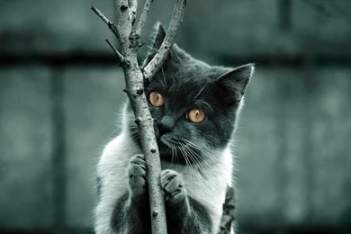 Cats Cat Animal White Blue Yellow Eyes Branch Black Pisici Black15 ...