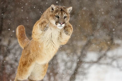 Cougar Computer Wallpapers, Desktop Backgrounds