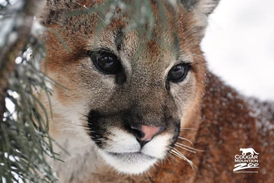 The Cougar Wallpapers