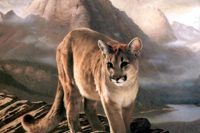 Cougar Pictures Wallpapers
