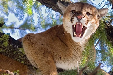 Cougar HD Wallpapers   Download Free HD Wallpapers & Backgrounds ...