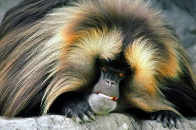 Nature Wallpapers   Monkeys, Darkgray, Darkseagreen, Burlywood ...