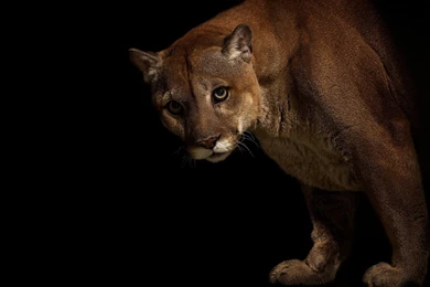 Black Cougar Wallpapers   Bing Images