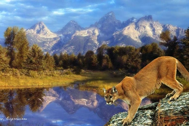 COUGAR TERRITORY WALLPAPER   (