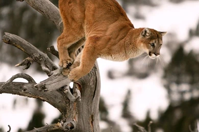 Cougar iPad 1 & 2 Wallpapers