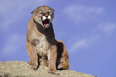 Cougar Wallpapers HD