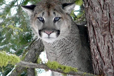 Free Eastern Cougar Wallpapers Download   Animals Town
