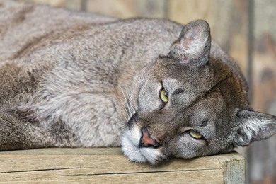 Cougar Computer Wallpapers, Desktop Backgrounds