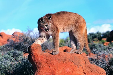 Cougar Computer Wallpapers, Desktop Backgrounds