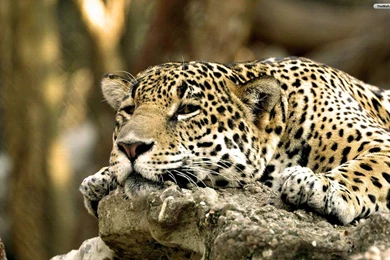 YouWall   Resting Cougar Wallpapers   Wallpaper,wallpapers,free ...