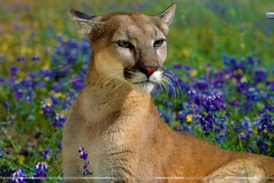 Fragrant Wildflowers, Cougar Wallpapers