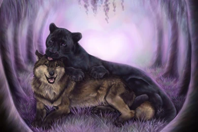 Cougar Wallpapers >> Backgrounds With Quality HD