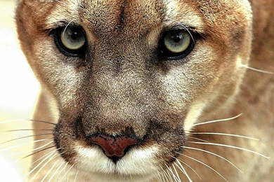 Eastern Cougar Desktop And Mobile Wallpapers   Animals Town