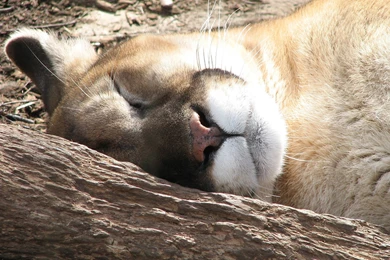 Cougar Computer Wallpapers, Desktop Backgrounds
