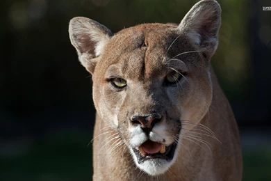 Cougar Wallpapers   Animal Wallpapers
