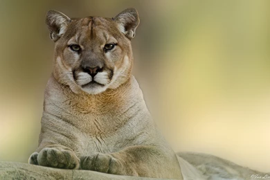 Download Wallpapers 3840x2400 Puma, Cougar, Mountain, Lion Ultra HD ...