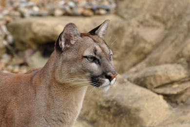 Cougar Wallpapers   Animal Wallpapers