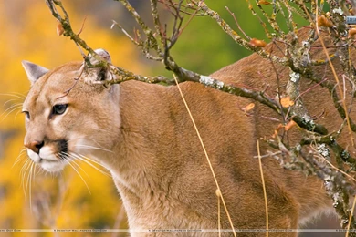 A Watchful Cougar Montana Cheetah Wallpapers