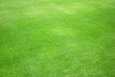 Grass Textured Wallpapers 2015   Grasscloth Wallpapers