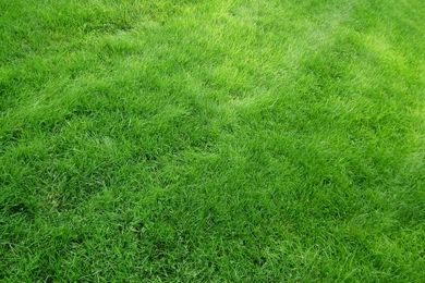 Download Wallpapers 3840x2400 Texture, Grass, Field, Green Ultra HD ...