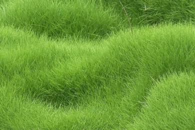 Download Wallpapers 2048x2048 Texture, Grass, Field New iPad Air, 4 ...