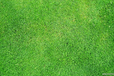 35 Seamless & Amp; HD Grass Textures For Designers ~ Design ...