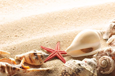 Wallpaper seashells summer beach sand sun theme macro download ...