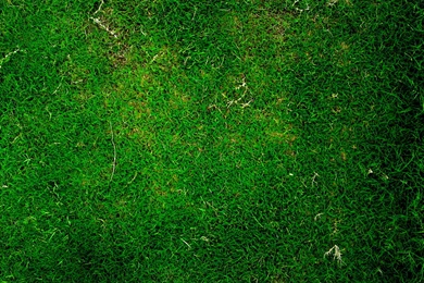 Download Texture: Green Grass, Background, Texture, Download Photo ...