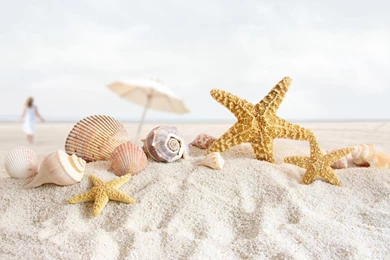 Sea Shells HD Wallpapers