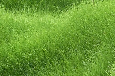 Download Wallpapers 750x1334 Texture, Grass, Field iPhone 6 HD ...