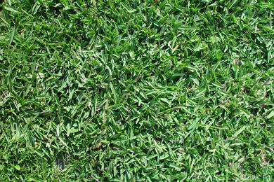 Grass
