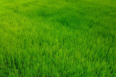 Download Texture: Green Grass, Background, Texture, Download Photo ...