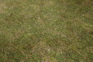 Grass Field Texture   Bing Images