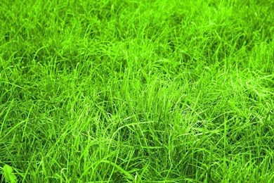 Green Grass Wallpapers 2015 Grasscloth Wallpapers