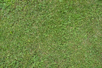 Grass Texture By Sdwhaven On DeviantArt