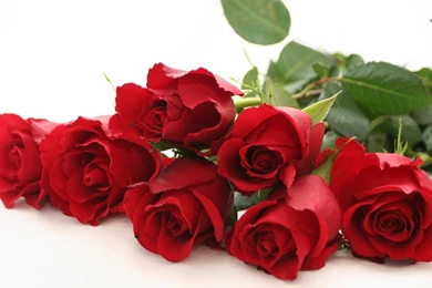 Rose Red Wallpapers   Wallpapers HD Fine