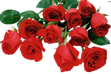 YouWall   Red Roses Wallpapers   Wallpaper,wallpapers,free ...