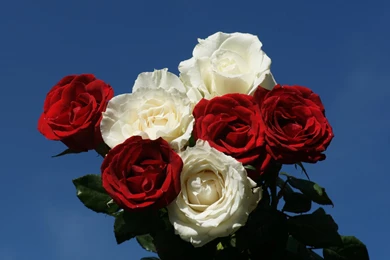 Sky, Wallpapers, Widescreen, Rose, Pink (