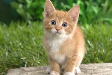 Cute Cat Wallpapers Free Download   HD Wallpapers