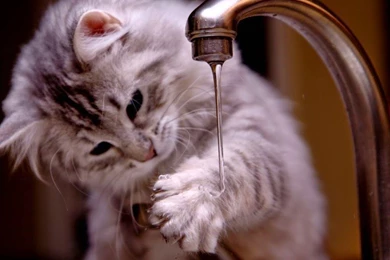 Cute Cats HQ (High Quality) Free Download For PC   Online Fun