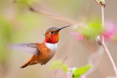 15+ Beautiful Birds Wallpapers Collection [HD Edition]   Stugon