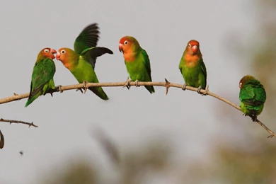 Love Birds Wallpapers   Wallpapers Cave