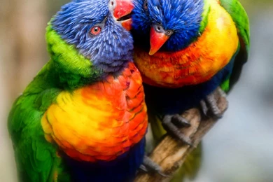 Beautiful Nice And Lovely Birds Images   Image Wallpapers