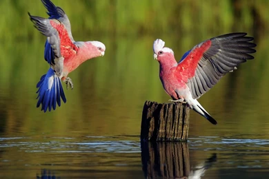 Hd Nature Wallpapers For Android Mobile Free Download ...