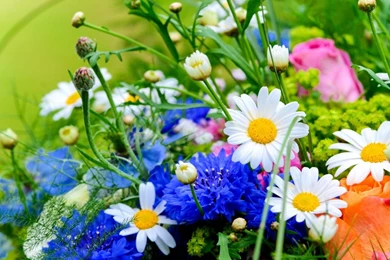 1366x768 Flowers And Herbs Wallpapers
