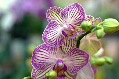 Orchid Flower, Orchids Photo Wallpapers For Your Desktop White ...